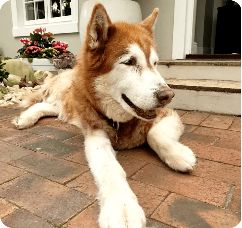 Happy dog enjoying Pawzi food